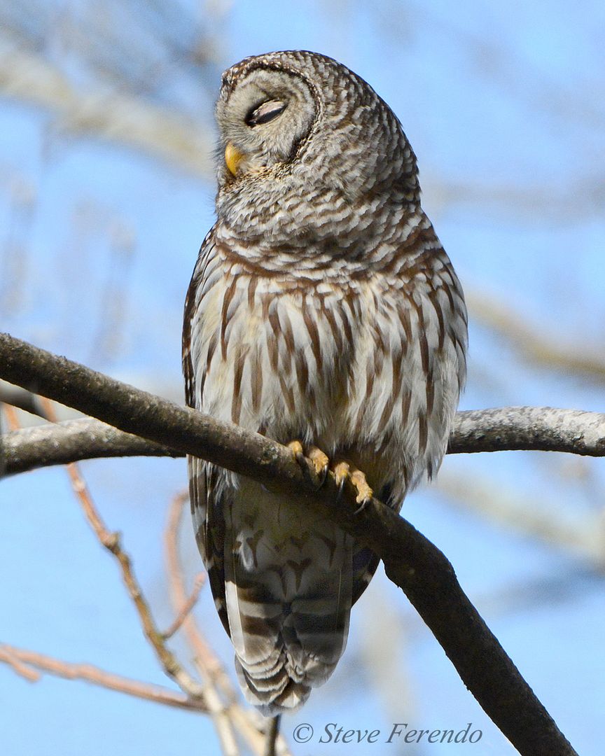 "Natural World" Through My Camera Barred Owl and Wild Turkey
